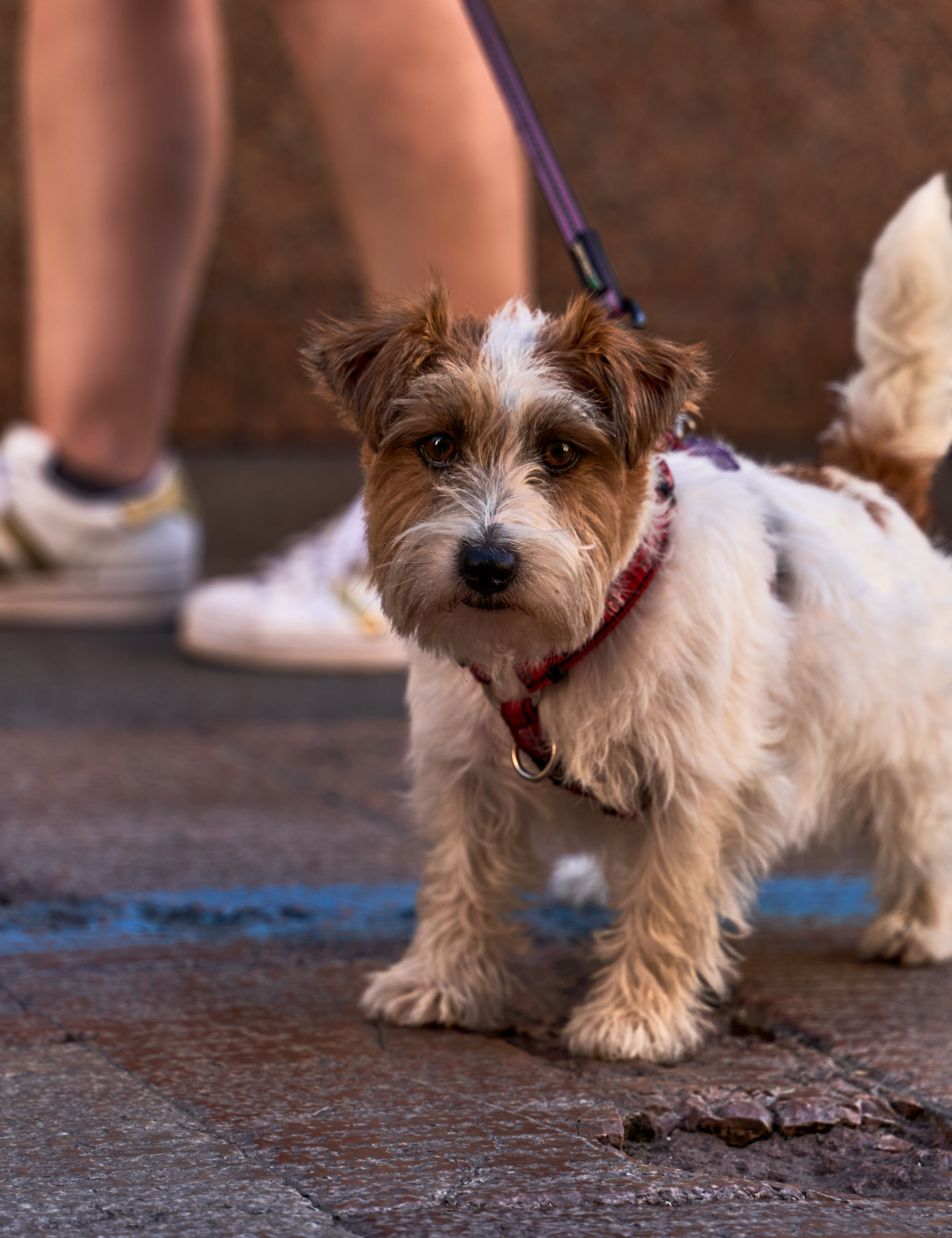 Puppy starring into the camera with a leash